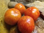 DWARF NEW TOMATOES