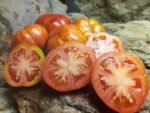 PIXIE STRIPED DWARF TOMATOES