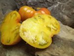 PLAN 9 FROM OUTER SPACE TOMATO