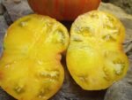 PLAN 9 FROM OUTERSPACE BEEFSTEAK TOMATOES