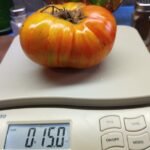 PLAN 9 FROM OUTERSPACE NEW 2020-2021 TOMATOES