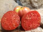 PONDEROSA PINK BEEFSTEAK TOMATOES