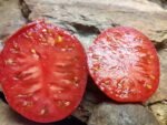 PONDEROSA PINK TOMATOES