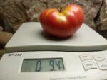 Ponderosa Pink Tomato