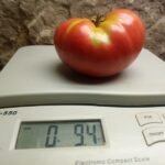Ponderosa Pink Tomato