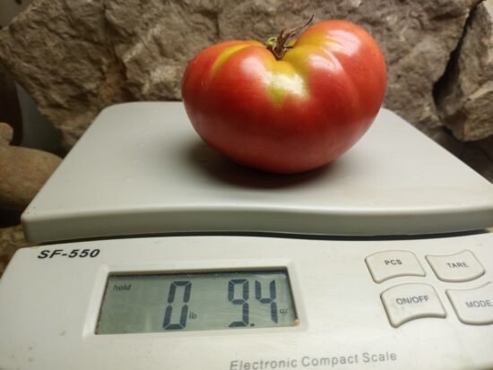 Ponderosa Pink Tomato