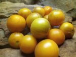 PRIMARY COLORS ANGORA BICOLORED STRIPED TOMATOES