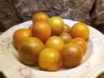 PRIMARY COLORS ANGORA CHERRY TOMATOES
