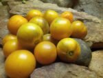PRIMARY COLORS ANGORA SALAD TOMATOES