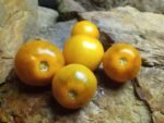 PRIMARY COLORS ANGORA TOMATOES