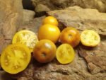 PRIMARY COLORS ANGORA WELL KNOWN BREEDERS TOMATOES