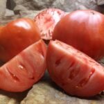 Purple Dog Creek Tomato