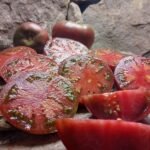 PURPLE LIGHT TOMATOES