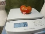 Pit Viper Dwarf Tomato Container Tomatoes.