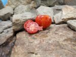 Pixie Striped Dwarf Tomato.