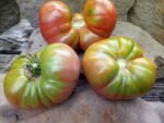 ROGER'S BEST BLACK BEEFSTEAK TOMATOES