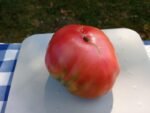 ROGER'S BEST BLACK OPEN POLLINATED TOMATOES
