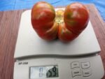 Roger's Best Black Tomato