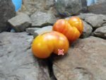 Russian Swirl Dwarf Tomato Seeds.