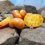 Russian Swirl Dwarf Tomato.