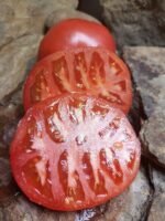 SACRED PATH INDETERMINATE TOMATOES
