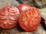 SACRED PATH TOMATOES