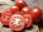 Santa Cruz Kada Tomato - Image 4