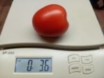 Santa Cruz Kada Tomato - Image 3