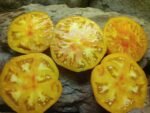 SELWIN SELWYN YELLOW TOMATOES