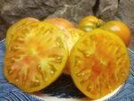 SELWIN YELLOW INDETERMINATE TOMATOES