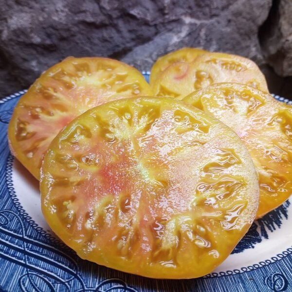 SELWYN SELWIN YELLOW BICOLORED TOMATOES
