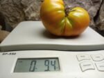 Selwyn (Selwin) Yellow Tomato