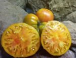 Selwyn (Selwin) Yellow Tomato