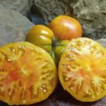 Selwyn (Selwin) Yellow Tomato