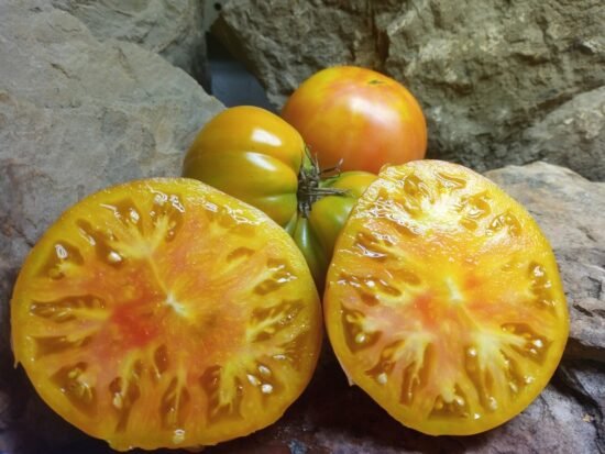 Selwyn (Selwin) Yellow Tomato