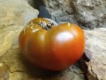 Shannon's South African Mystery Black Tomato