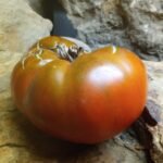 Shannon's South African Mystery Black Tomato