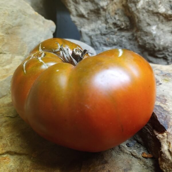 Shannon's South African Mystery Black Tomato