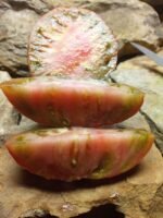 Shannon's South African Mystery Black Tomato - Image 3