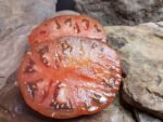 Shannon's South African Mystery Black Tomato - Image 4