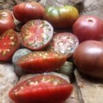 SINEY BROWN BLACK TOMATOES