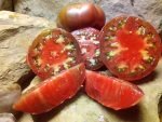 SINEY BROWN INDETERMINATE TOMATOES