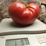 SPRINGSTON' S HEIRLOOM 1 POUND PLUS TOMATO