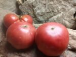 SPRINGSTON'S HEIRLOOM RED TOMATOES