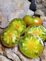 Spud Viper Dwarf Tomato - Image 7