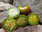 Spud Viper Dwarf Tomato - Image 9