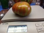 Spud Viper Dwarf Tomato