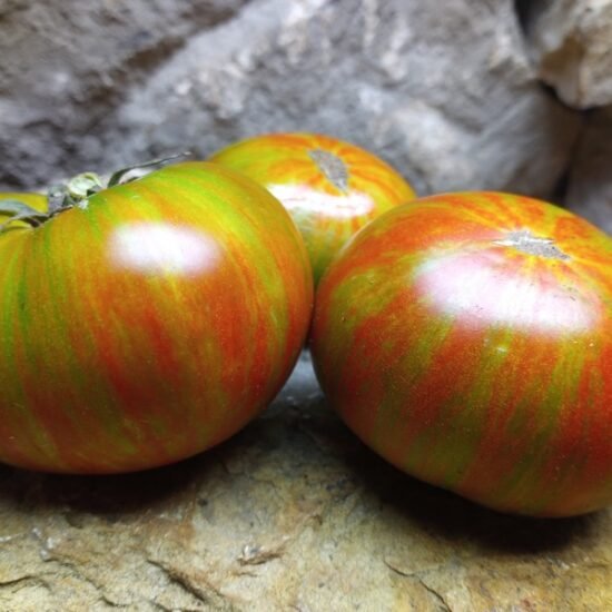 Striped Tomatoes