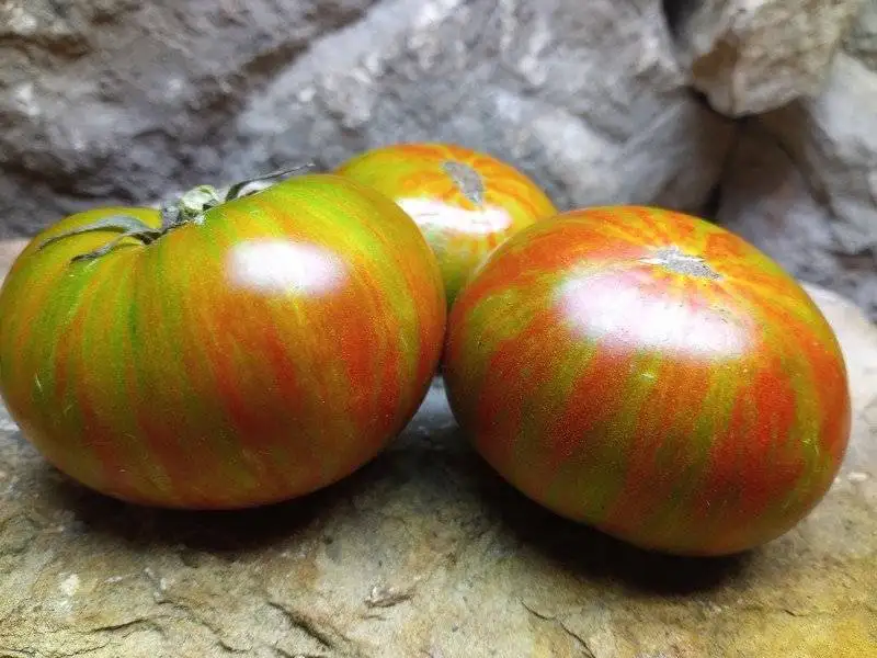 SPUD VIPER DWARF WELL KNOWN BREEDERS TOMATOES