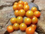 SUGOLD SELECT WELL KNOWN BREEDERS TOMATOES